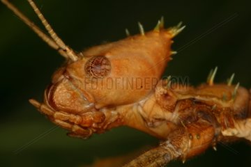 Head of a Stick Insect in a breeding