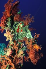 Korallenriff rotes Meer Ägypten