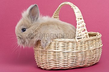 Young rabbit home on pink background