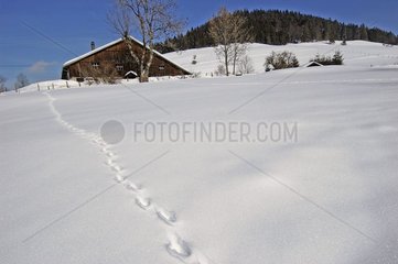 Comtoise Farm in Tuyé und Spuren von Hirschen im Schnee