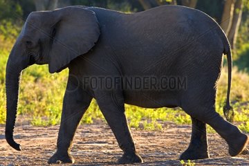 African elephant in the savanna NP Kruger South Africa