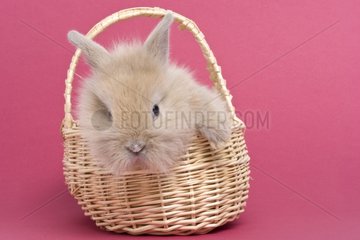 Young rabbit home on pink background