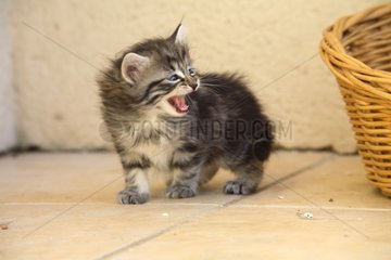 Kitten mewing near a basket
