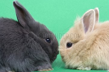 Young rabbits home on green background