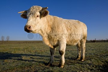 Charolais beef in a meadow in winter France