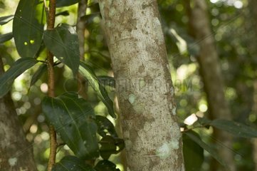 Cinnamon-tree Seychelles