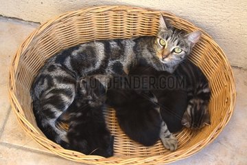 Kittens with their mother in a basket