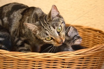 She-cat carrying a kitten in a basket