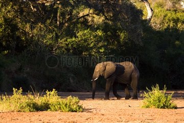 African elephant in the savanna NP Kruger South Africa