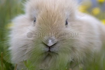 Young beige domestic rabbit in the grass France