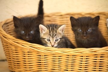 Portrait of kittens in a basket