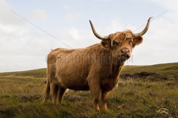 Highland cattle in Scotland