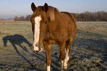 Horse in a meadow in winter France