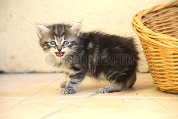 Kitten mewing near a basket