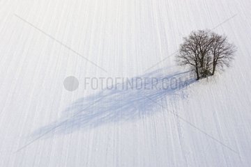 Thicket of trees in a field covered with snow in the Moselle