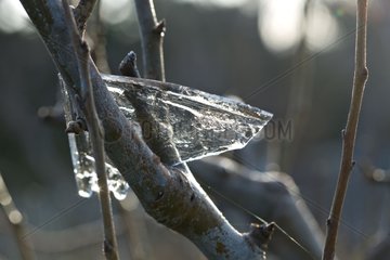 A block of ice in a fruit tree in winter in Provence