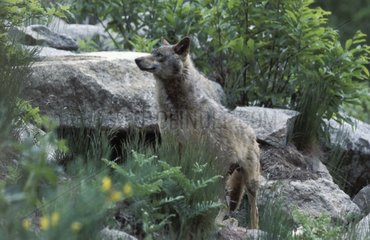 European Wolf discrete among the rocks France