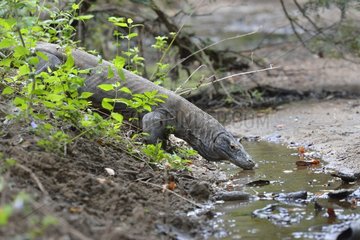 Komodo dragon drinking in a pond - Rinca Indonesia