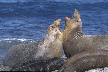 Bagarre de 2 éléphants de mer du nord femelles Mexique
