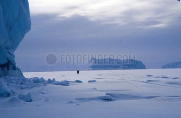 Jäger im Winter im Scoresbysund Grönland