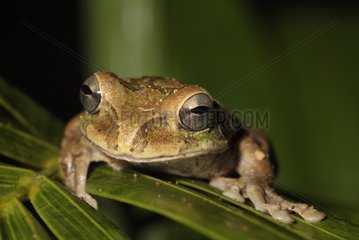 Tree Frog on a palm leaf Tenorio National Park