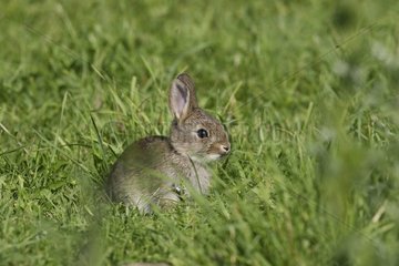 Junger europäisches Kaninchen sitzt im Gras Frankreich