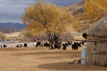 Herde von Ziegen im Lager von Jurten kirgisischen