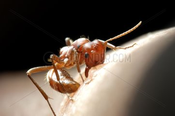 Slave-maker ant biting Chiricahua mountains Arizona