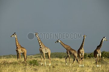 Gruppe von Masai-Giraffen auf dem Aussichtsmasai Mara Kenia