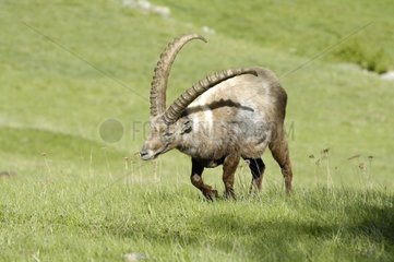 Ibex in einem Meadow Gran Paradiso Peak NP Italien