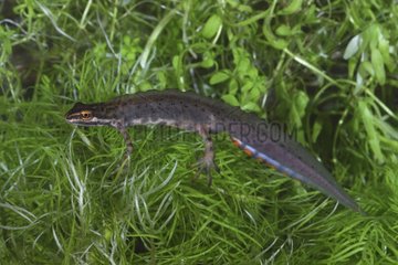 Smooth Newt in aquatic phase