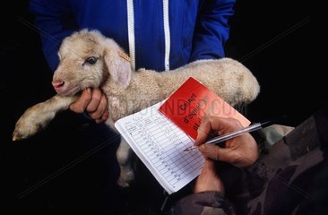 Carnet d'agnelage d'un agneau Mérinos