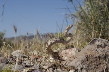 Western lyre snake Amargosa valley USA