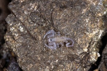 Junger schwarzer Skorpion mit gelbem Schwanz im Stadion 2 nach ihrer Masse