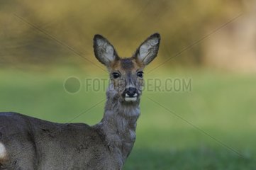 Hind Roe Deer moults in spring Vosges France
