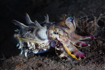 Flamboyant cuttlefish - Dauin Philippines