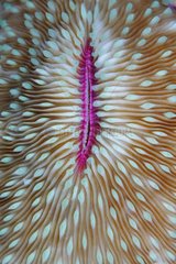 Close-up of Mushroom Coral - Dauin Philippines