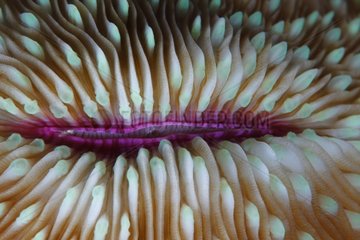 Close-up of Mushroom Coral - Dauin Philippines