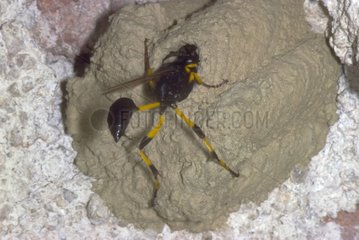 Sceliphron building its nest of mortar in a wall