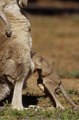Jeune Kangourou gris de l'est et sa mère Australie