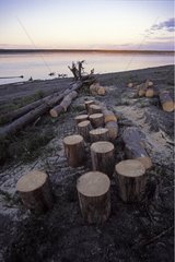 Floating wood cut on Mackenzie riverbank Canada