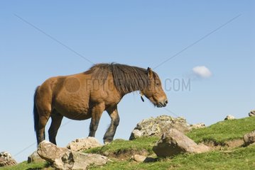 Horse grazing Spain