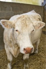 Charolaise Cow suffering from Blue tongue disease France