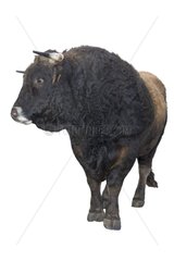 Aubrac bull France
