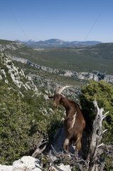 Mountain goat overlooking the Gorges du Verdon Provence