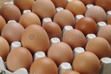 Ein großes Ei doppelt gelb links doppelt gelb