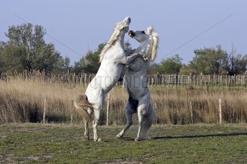 Konfrontation der Camargue -Pferdestallionen Camargue