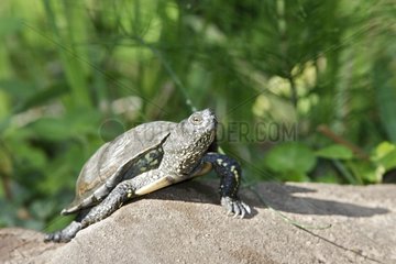 European pond turtle on a rock France