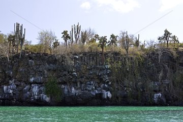 Klippe im Hafen von Puerto Ayora auf Santa Cruz Island