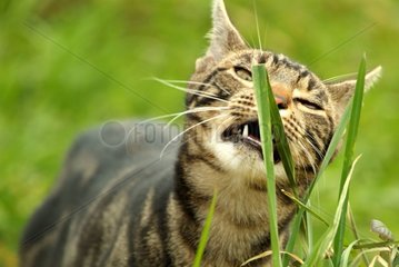 Cat rubbing its chops against a grass bit